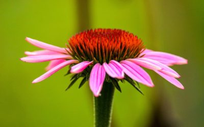 Herbs to Avoid When Trying to Conceive